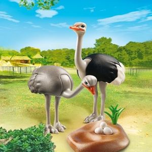 6646 Familia de avestruces con nido