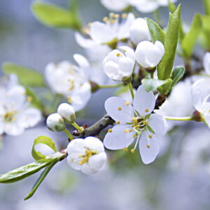 FLORES 345