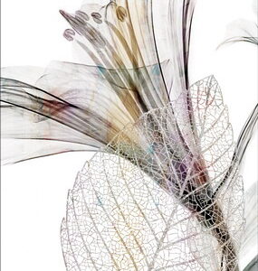 FLORES 419