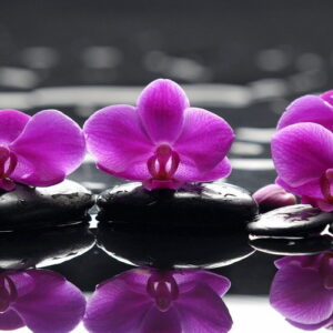 FLORES 48