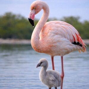 .ELFA-FLAMENCOS-0001-A