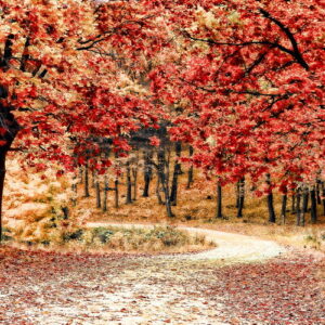 PAISAJE 124