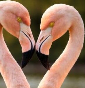 .ELFA-FLAMENCOS-0005-A