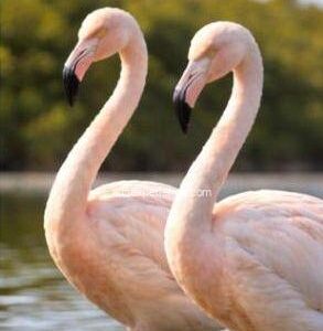.ELFA-FLAMENCOS-0004-A
