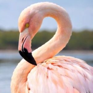 .ELFA-FLAMENCOS-0003-A