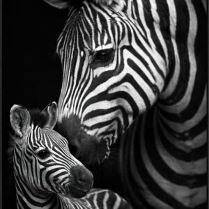 .ELFA-ZEBRAS-0011-A
