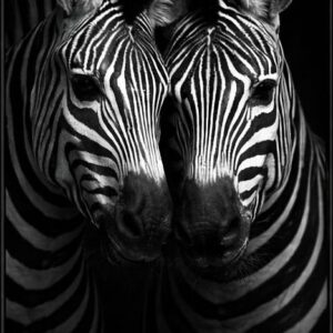 .ELFA-ZEBRAS-0013-A