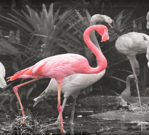 .ELFA-FLAMENCOS-0032-A